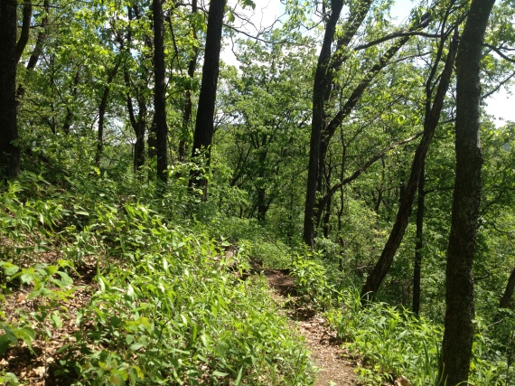Ozark Highland Trail in May near Cherry Bend